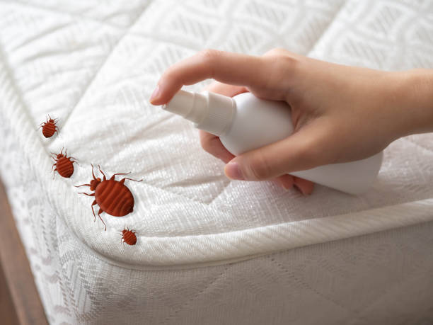 Best Flea Control Services  in Wingdale, NY
